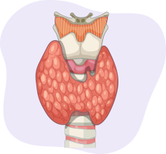 Illustration of the thyroid gland in the neck
