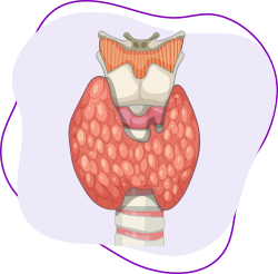 Illustration of the thyroid gland in the neck